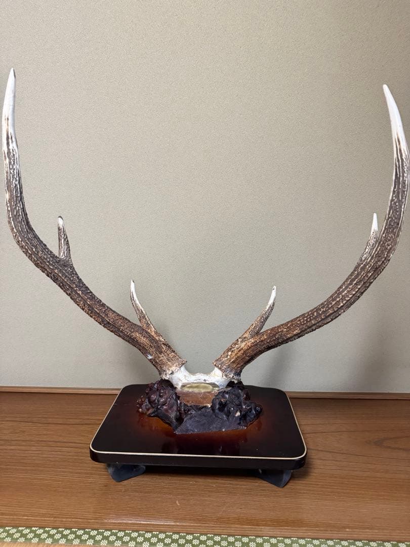 蝦夷鹿（エゾシカ）／角の標本（台座付き） sd1_e3ab66368016538abf4e8e15d0