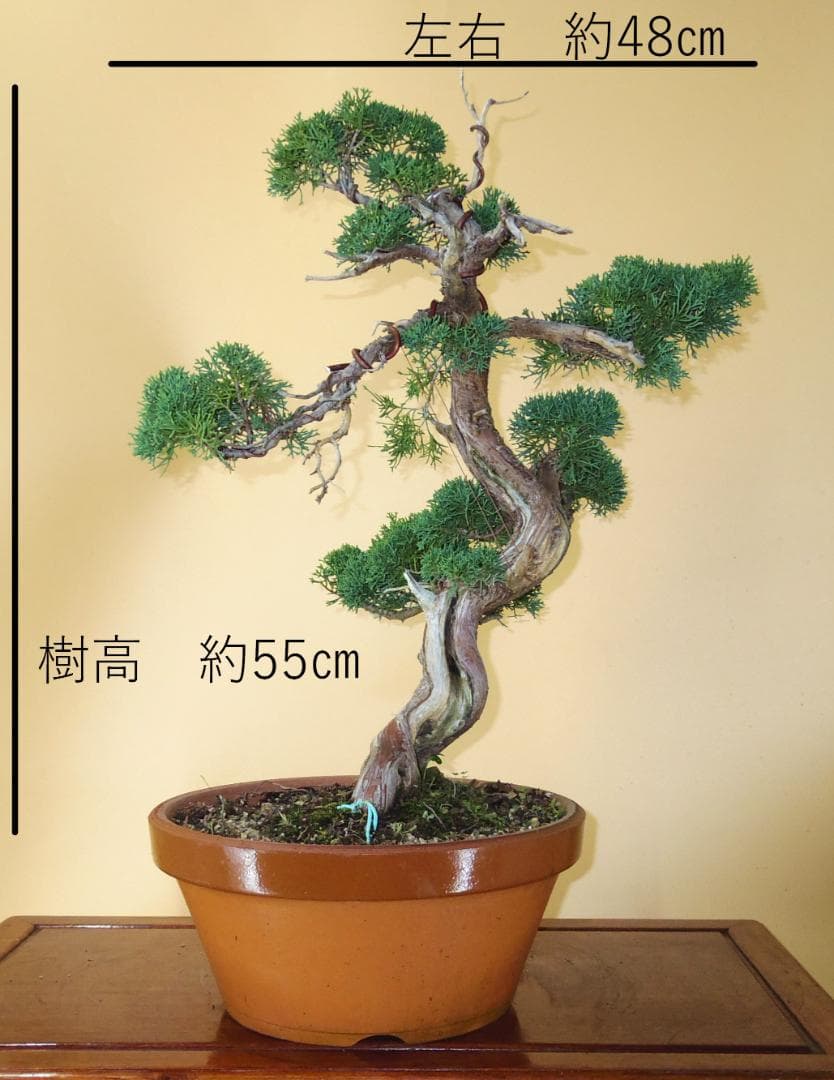 盆栽屋大和】真柏 大品盆栽 取りに来れる方大歓迎 自社配送も可展示品