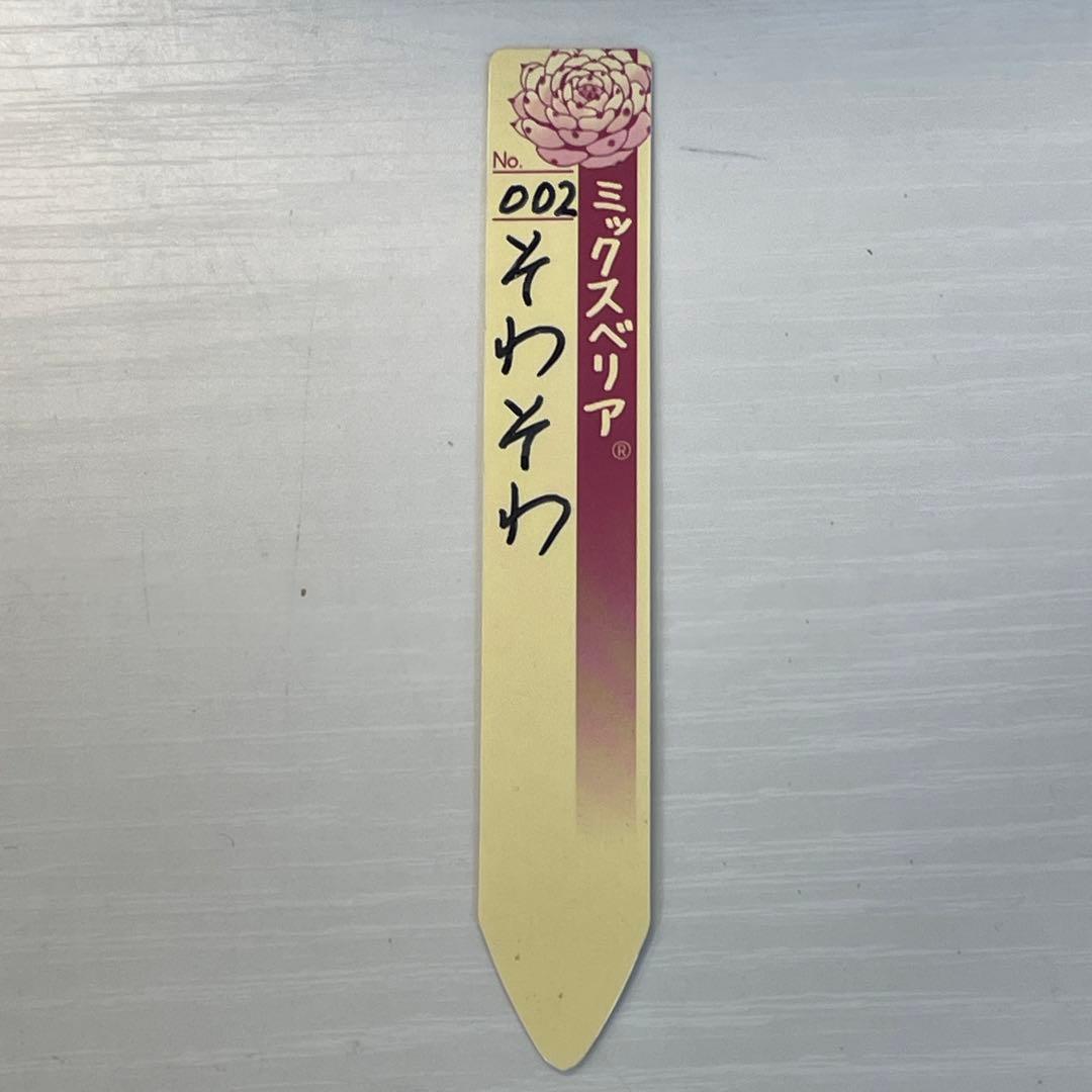 札付き！　超美株！　ミックスベリア　そわそわ　第4種抜き苗発送