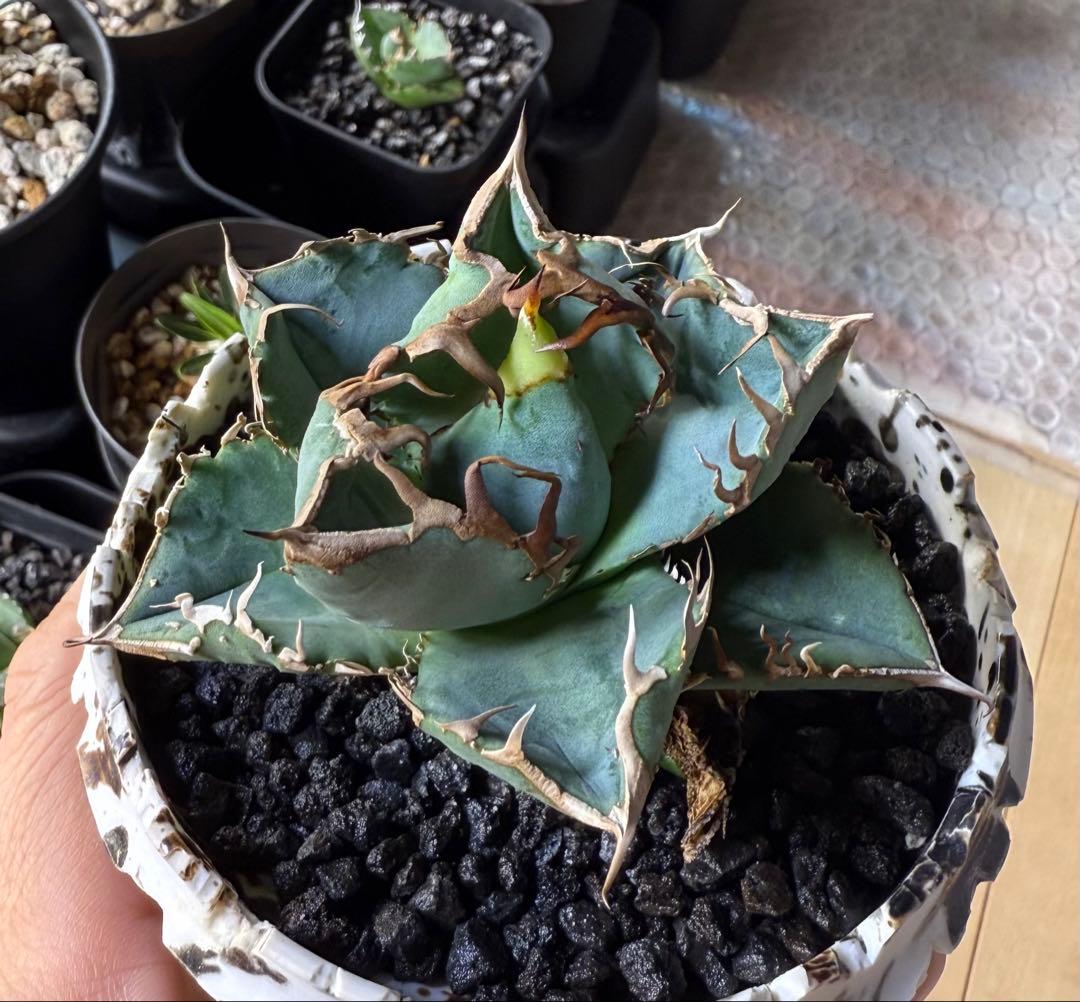 な*ち様 アガベ チタノタ 地勇星 発根管理中【強鋸歯・ブツブツ・幅広