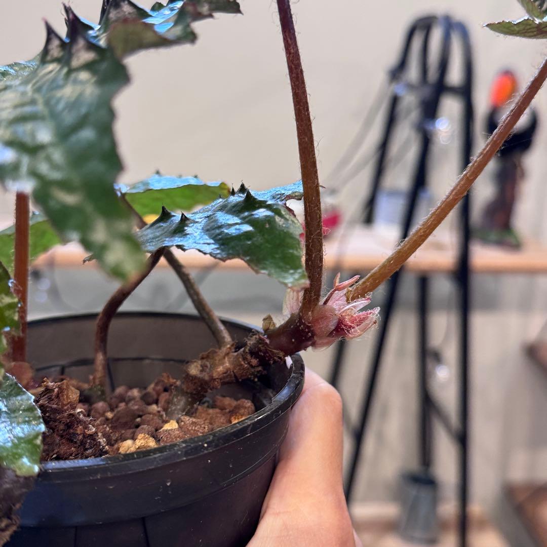 h*o様 26 ベゴニア フェロックス トゲトゲ 大きめ - メルカリ