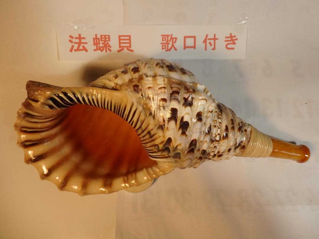 法螺貝 約39㎝ 木製歌口,新品 MH-474 楽天市場】【法螺貝】ほら貝 特大 41センチ : 三島屋楽器