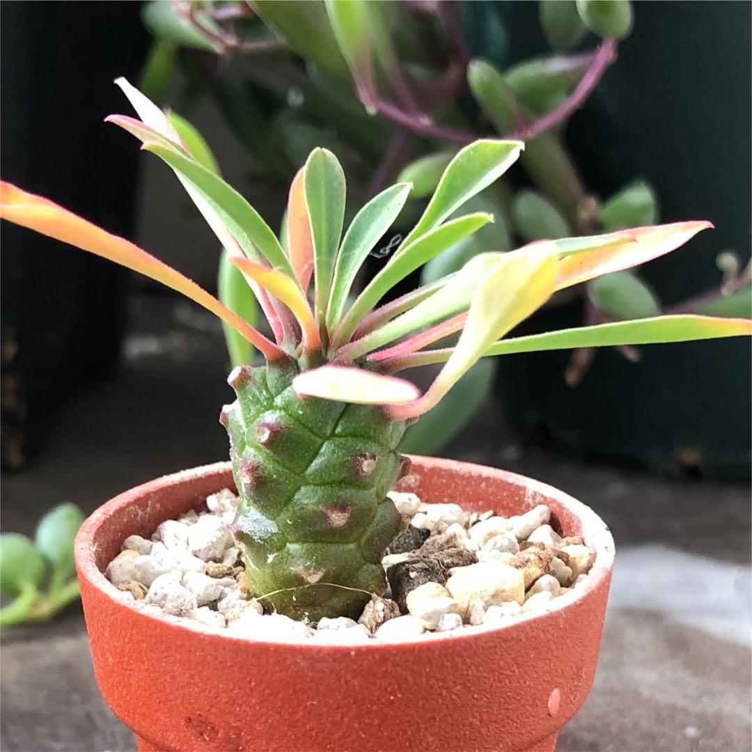 多肉植物^o^  パイナップルコーン パイナップルコーン（ソテツキリン） | barrelplants_BONSAI