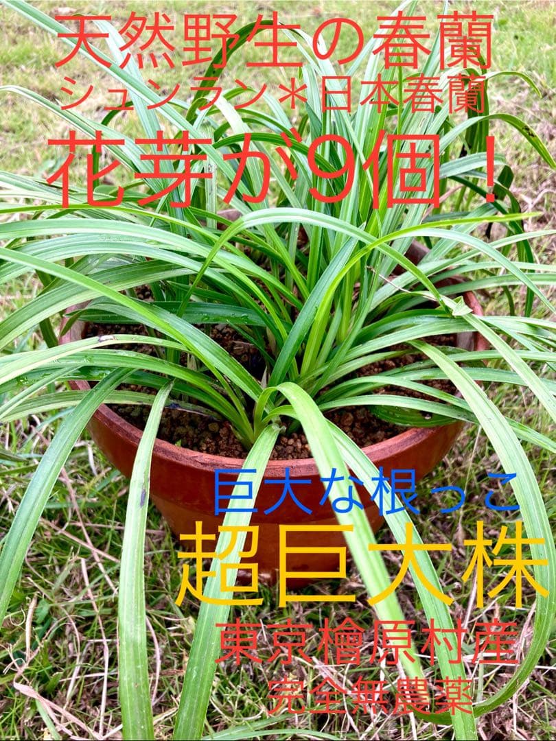 【天然野生の春蘭＊花芽9個の超巨大優良株/根が頑丈で抜群！】シュンラン＊日本春蘭 天然野生の春蘭＊花芽9個の超巨大優良株/根が頑丈で抜群！】シュンラン