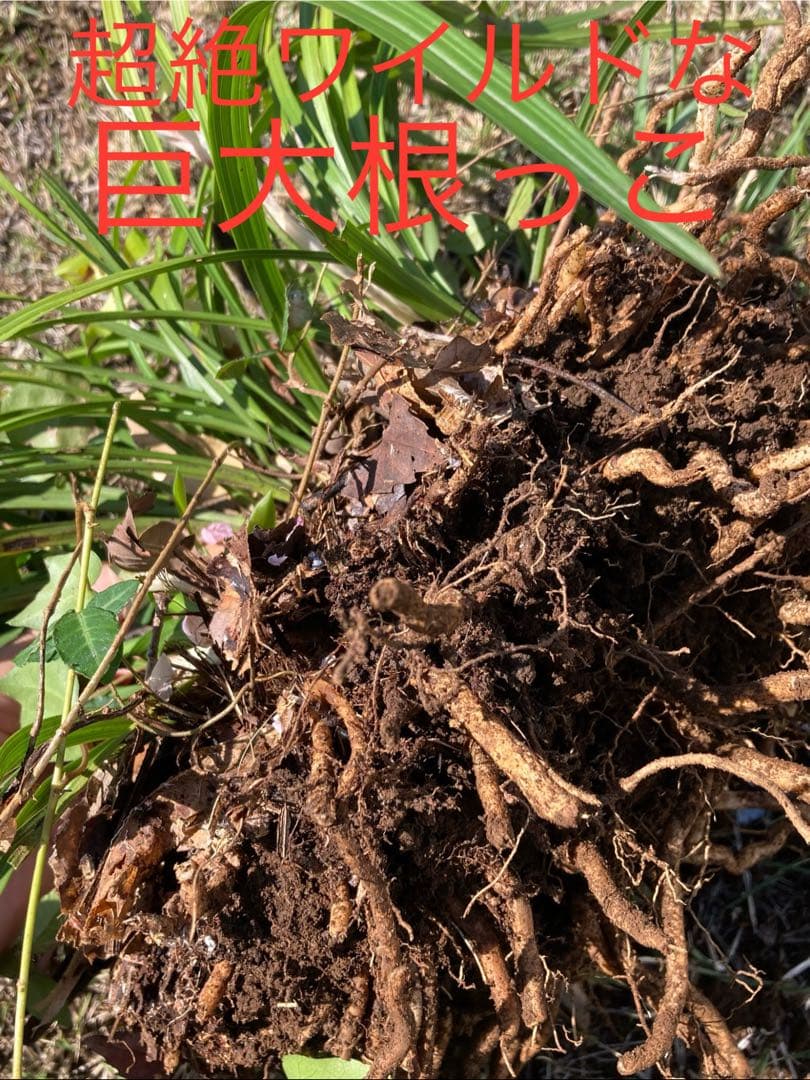 天然野生の春蘭＊花芽9個の超巨大優良株/根が頑丈で抜群！】シュンラン