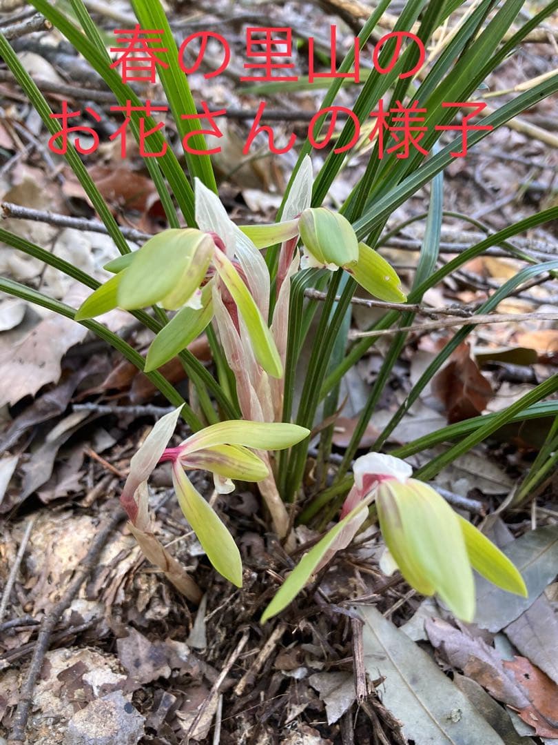 天然野生の春蘭＊花芽9個の超巨大優良株/根が頑丈で抜群！】シュンラン