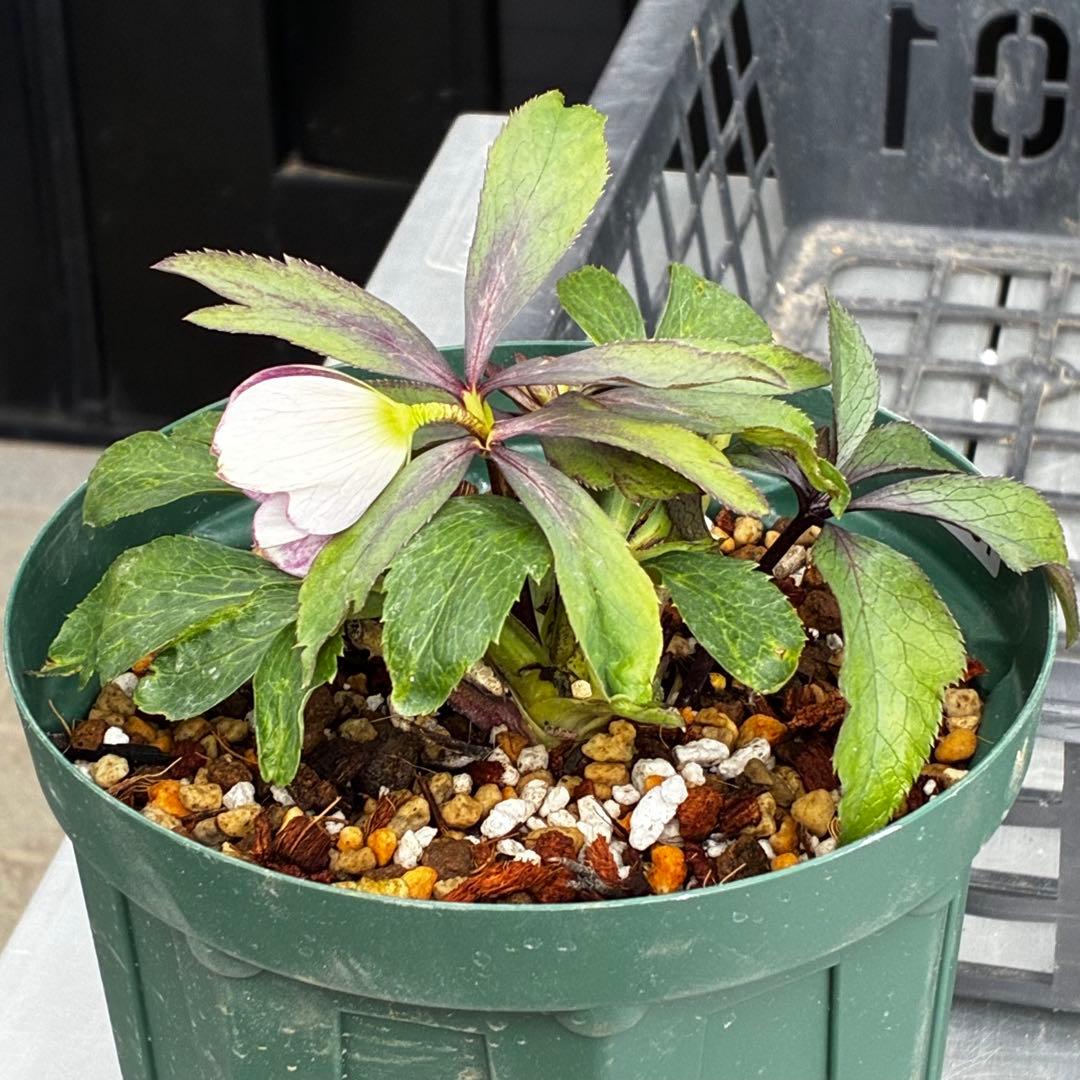 3551☘️蕾花付☘️超希少☘️筒型SD⭐️ポーセリン⭐️小輪⭐️ぼかし⭐️超コンパクト⭐️大木