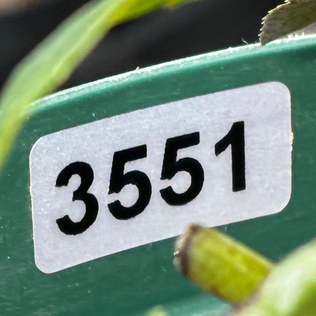 3551☘️蕾花付☘️超希少☘️筒型SD⭐️ポーセリン⭐️小輪⭐️ぼかし⭐️超コンパクト⭐️大木