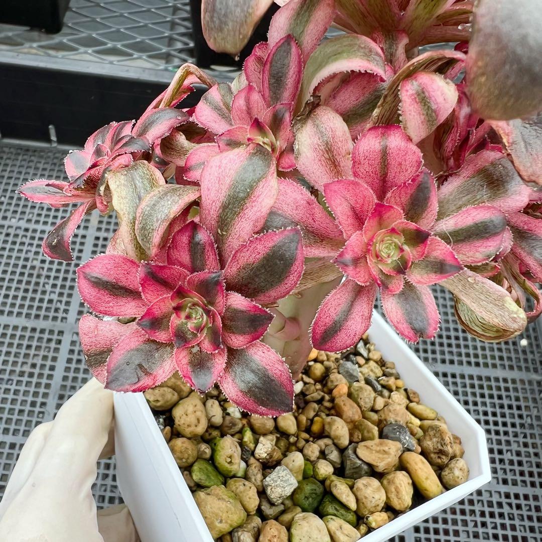 レア新品種 アエオニウム 初恋(自然群生) 法師錦 - メルカリ