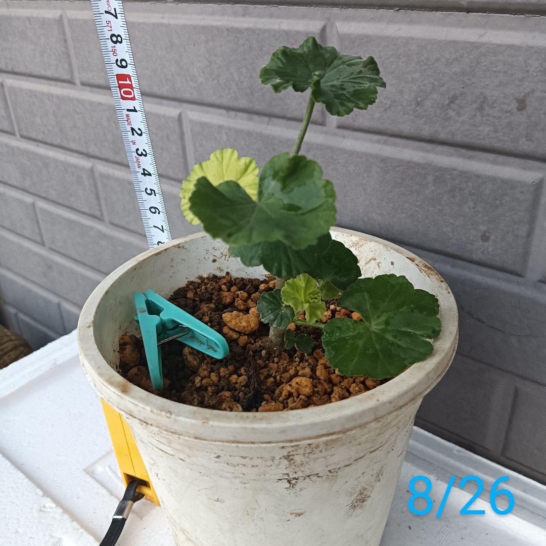 ゼラニウム 苗 濃いピンク 八重咲 ゼラニューム苗 ゼラニウム苗 花苗