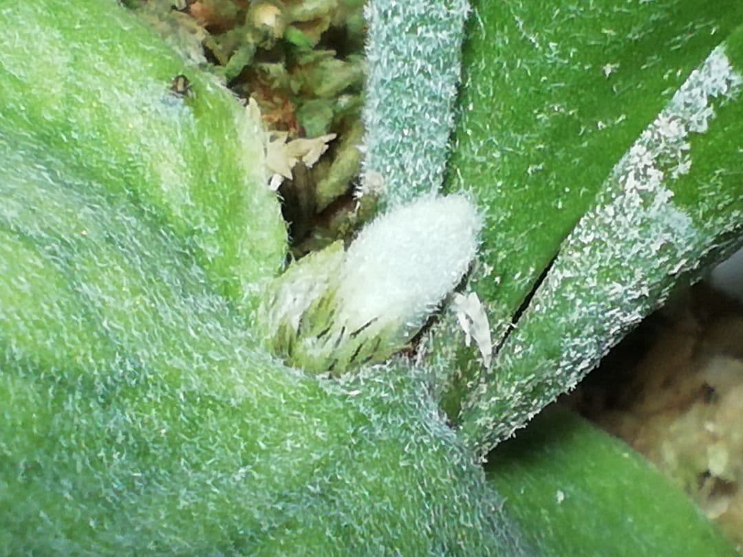 希少株ですが、めちゃくちゃ育てやすい ウイリンキー変異個体株 - メルカリ