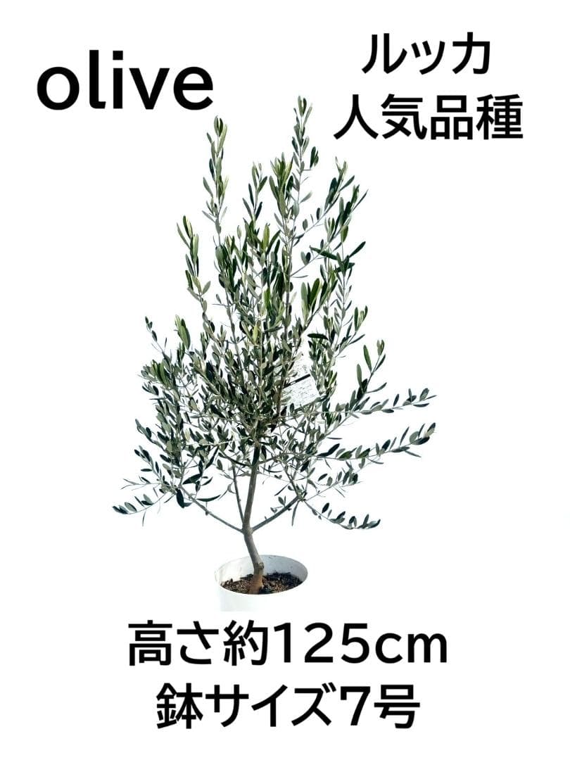 オリーブの木 ルッカ 7号 約125cm NO.906 人気品種 現品掲載 - メルカリ
