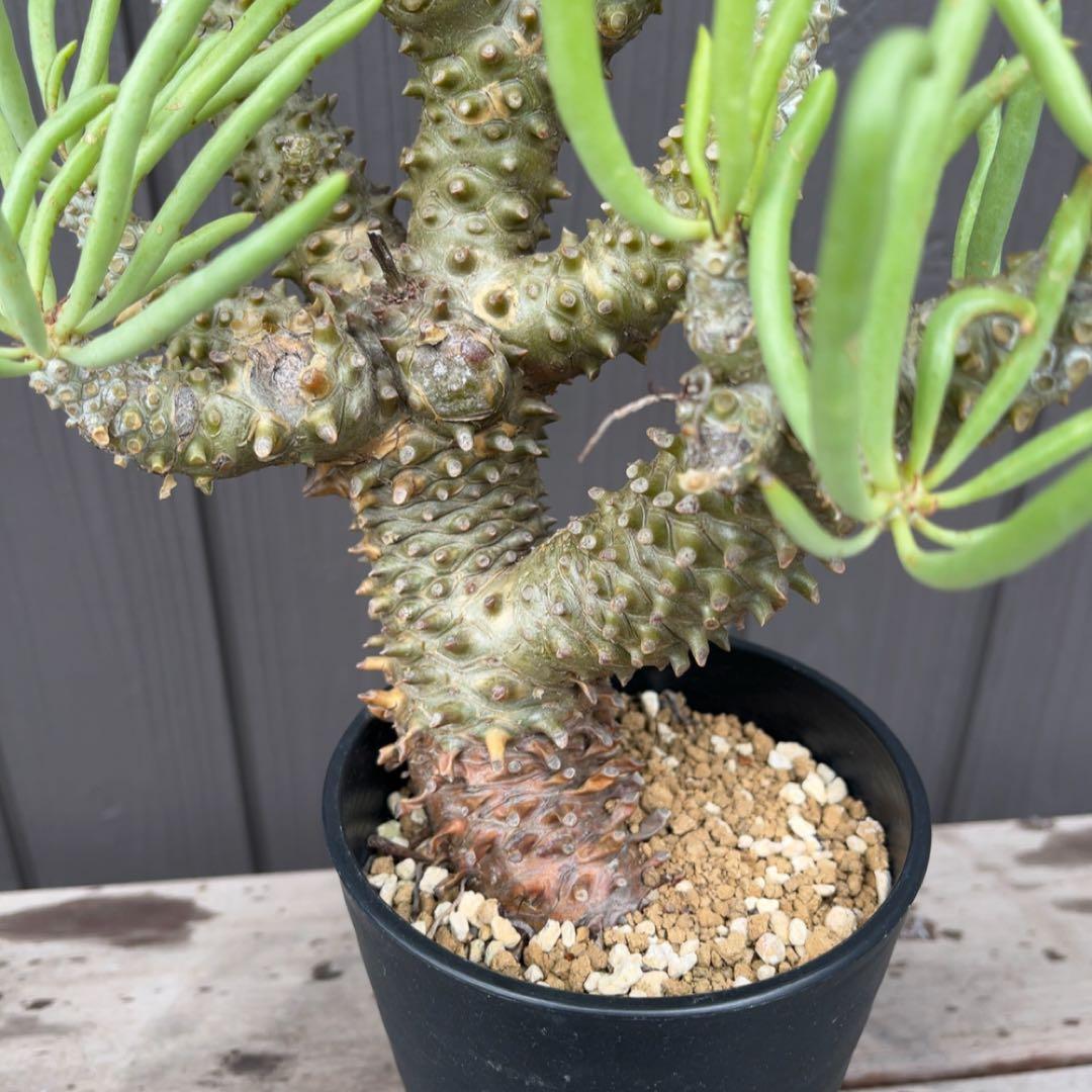 《期間限定販売❗️》『チレコドン　ワリチー』極美大株　現地株　発根済 ポット発送