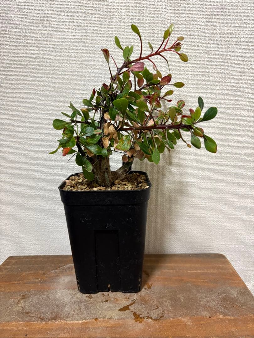 そ*い様 M509 ロビン 105苗 多肉植物 土と根付き エケベリア 韓国苗