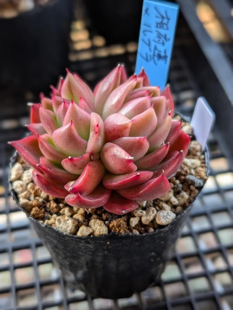 多肉植物 おらいさん苗 相府蓮×ルブラ 抜き苗 多頭 青札なし - メルカリ