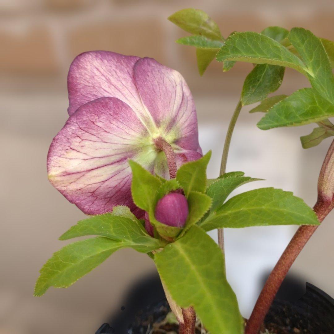 曽田園芸✨2株✨セミダブル✨オフホワイトとアンティークピンク