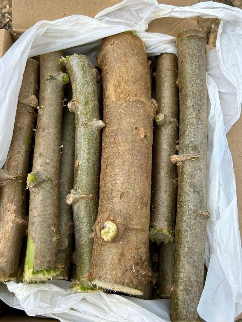 官能的な旨味と甘味◇高級種◇キャッサバ・ゴールドSS◇挿し木枝。60