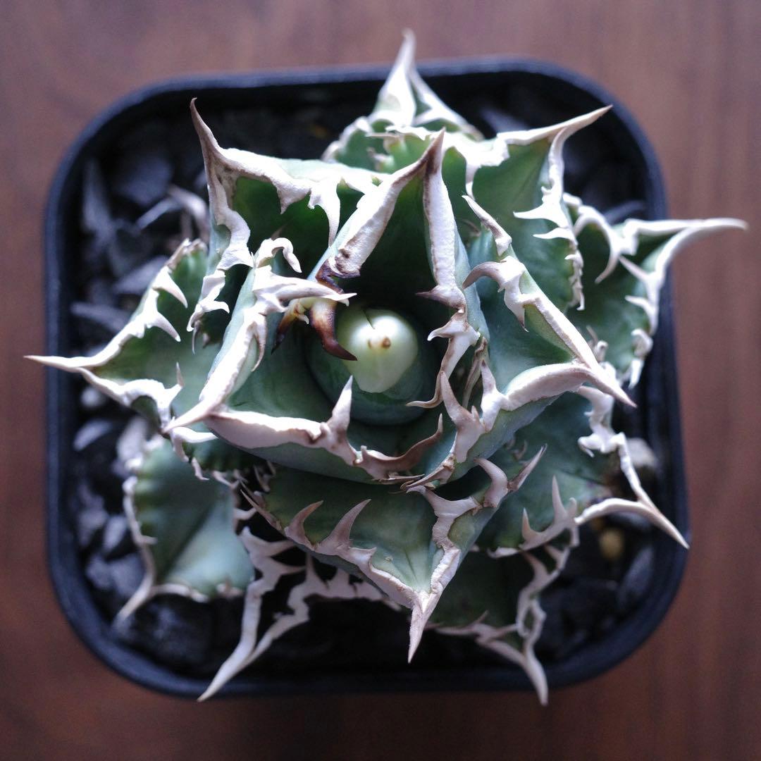 専用 アガベ チタノタ CJ Special 大白鯊タイプ 子株 - メルカリ