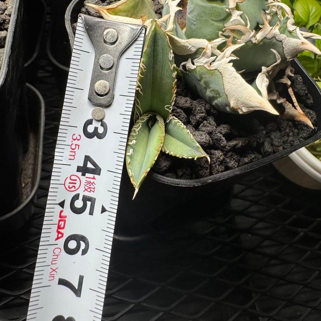 専用 アガベ チタノタ CJ Special 大白鯊タイプ 子株 - メルカリ