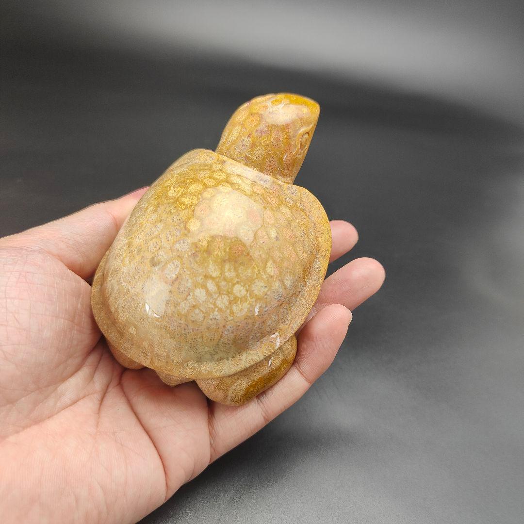 3 サンゴの化石 亀 (大) 天然石 菊目石 珊瑚 コラール 縁起物 魔除け