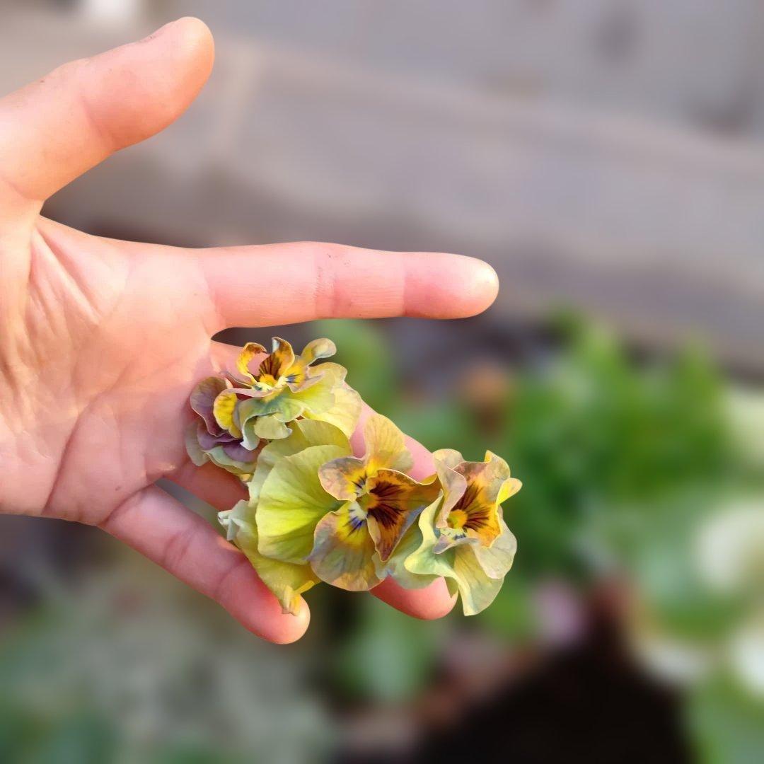 葉牡丹 シクラメン等 寄せ植え 直径約34cmハンギングリース 140サイズ発送