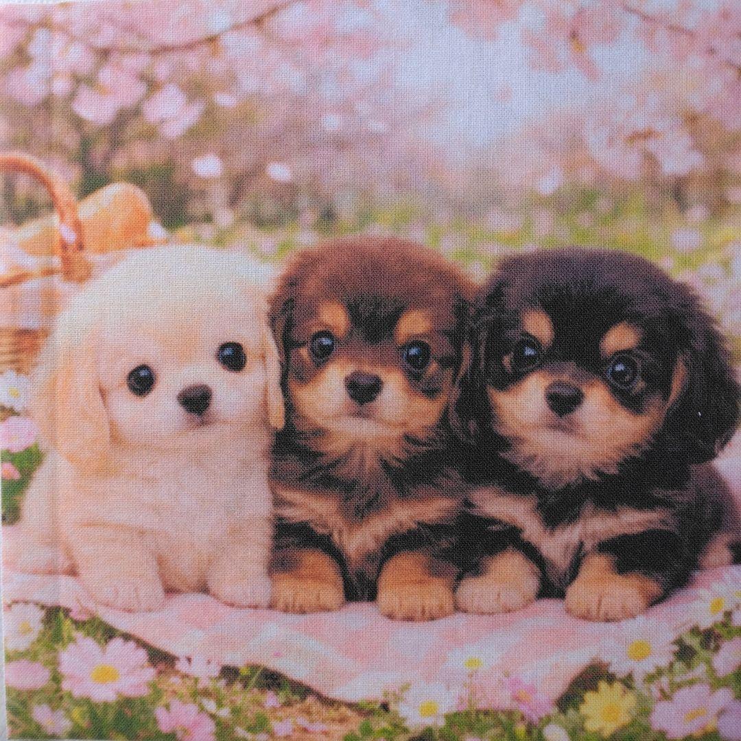 ☆受付☆ダックス No.A