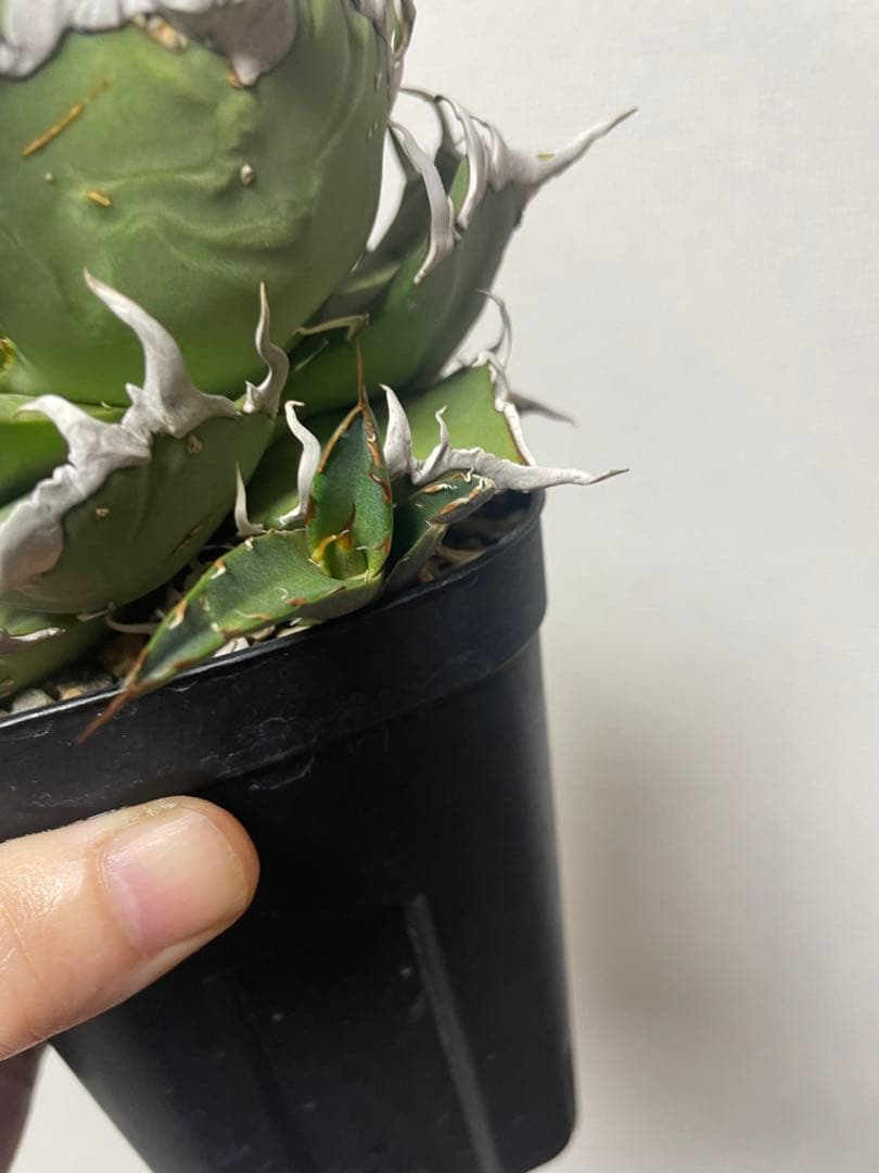 子株】tony産シーザーアガベ チタノタ - メルカリ