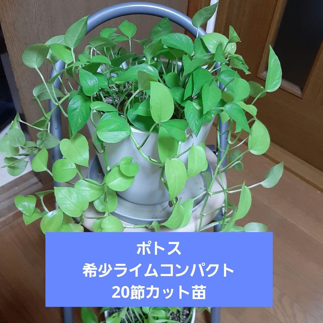 ポトス希少 ライムコンパクト 20節カット苗 - メルカリ