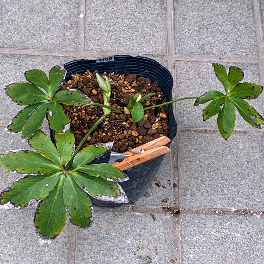 プ*ン様 3405☘️蕾付き☘️⭐️超小輪⭐️コロコロ手毬咲き⭐️ピコティー⭐️