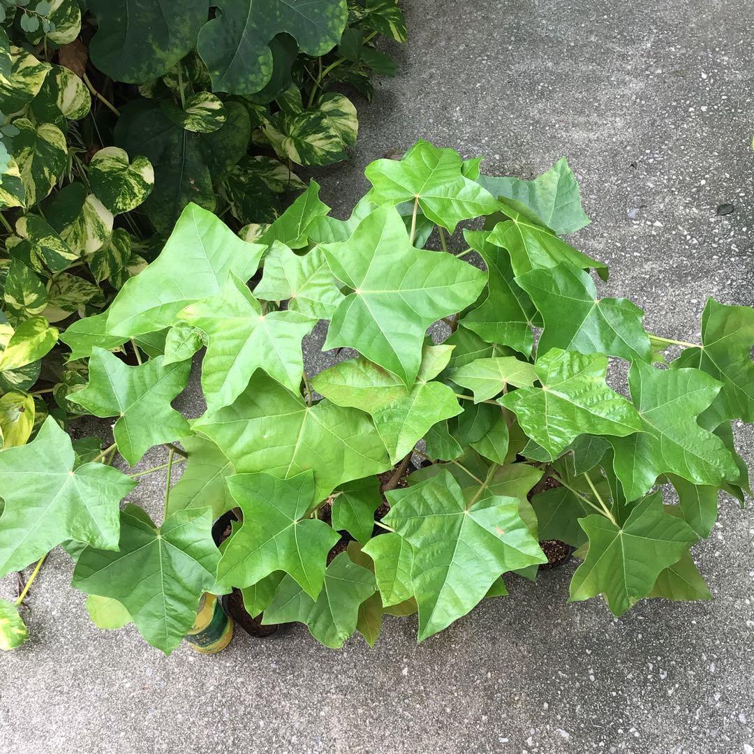 10本♪ポットごと宅急便！実生苗ククイノキ（ククイナッツ）メルカリ便