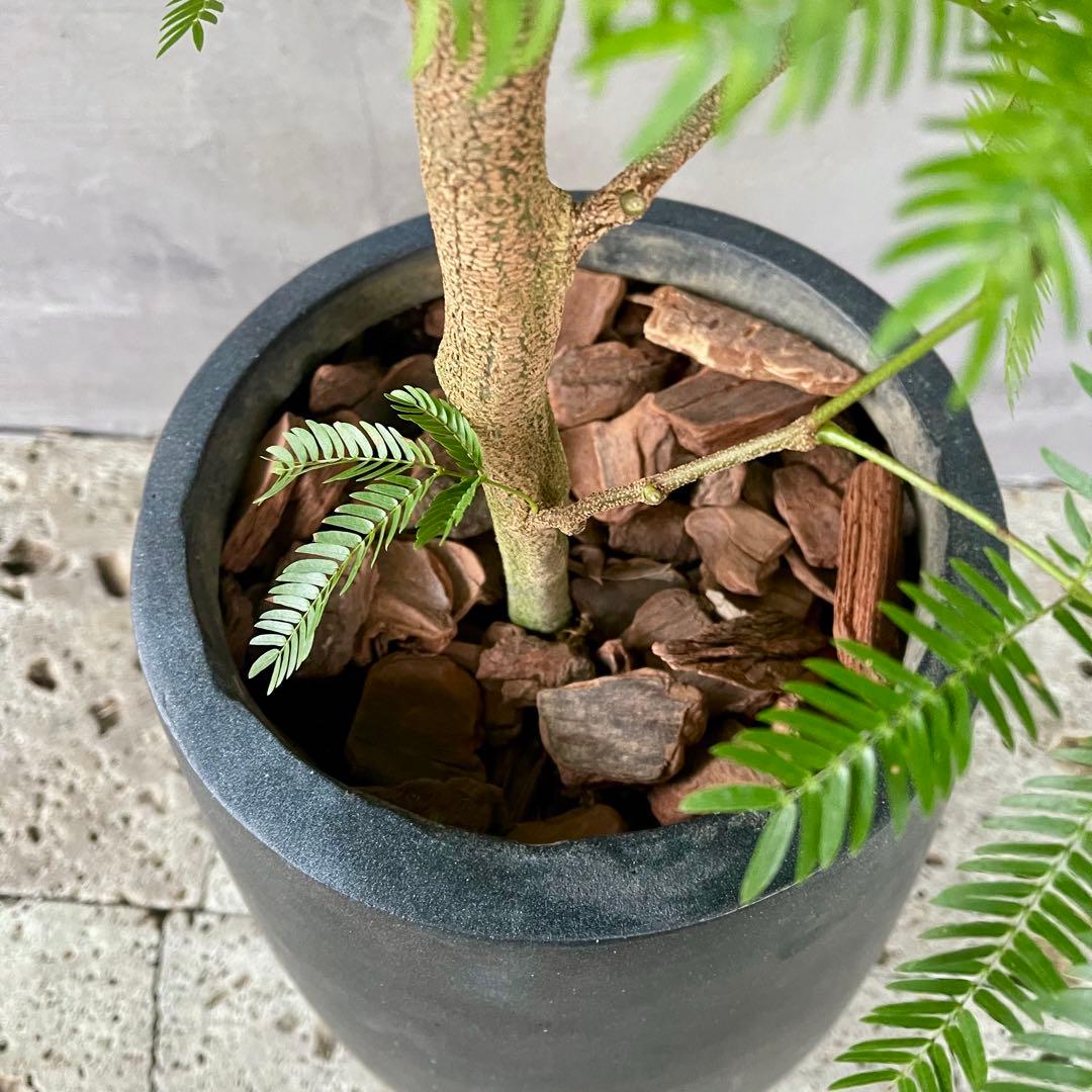 大型 エバーフレッシュ 朴仕立て 陶器鉢 植え込み発送 - メルカリ