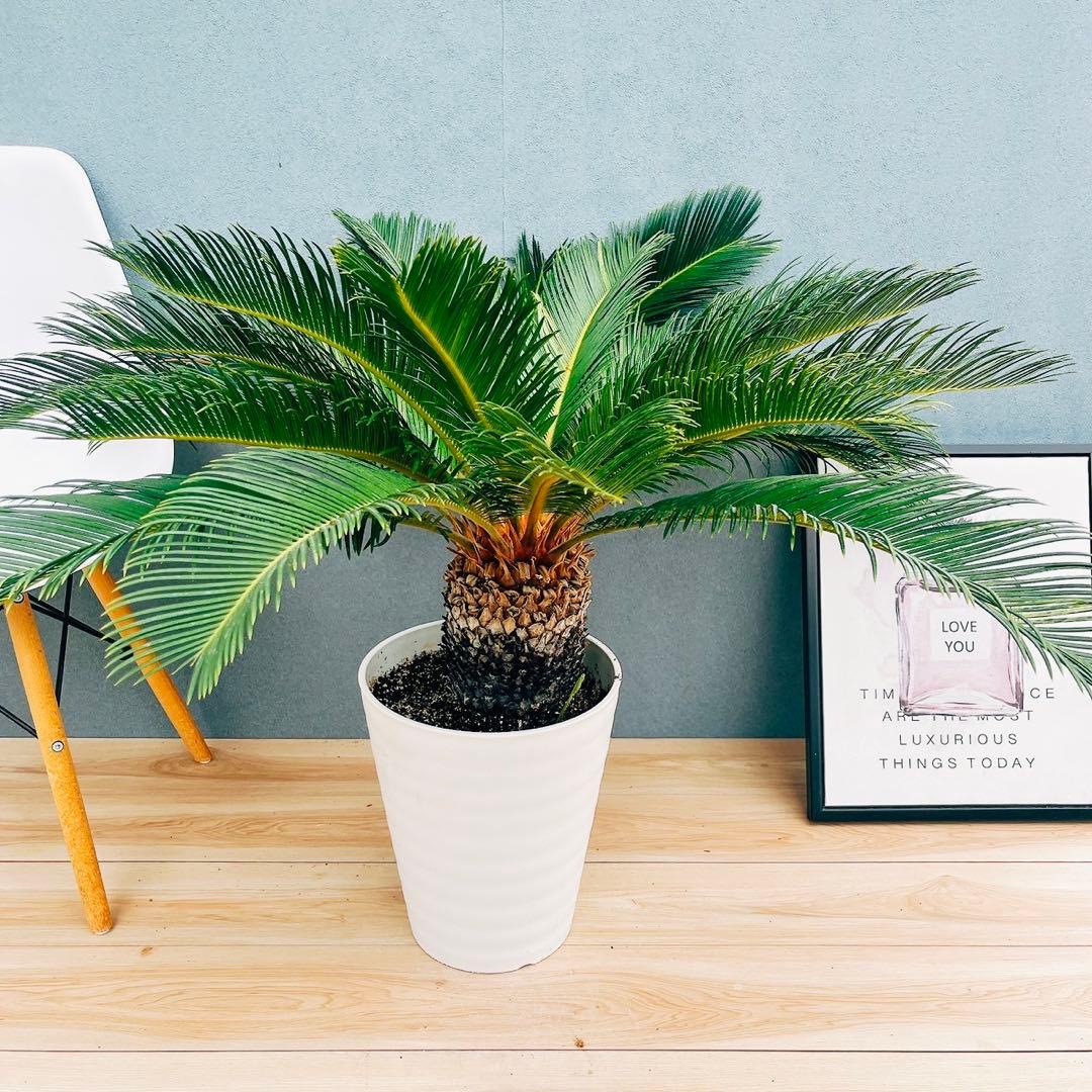 ［現品］【希少】キンカン　ソテツ　斑入り　10号　金環　蘇轍　観葉植物　レア 現品］美株！【希少】キンカン ソテツ 斑入り 10号 金環 蘇轍 観葉植物