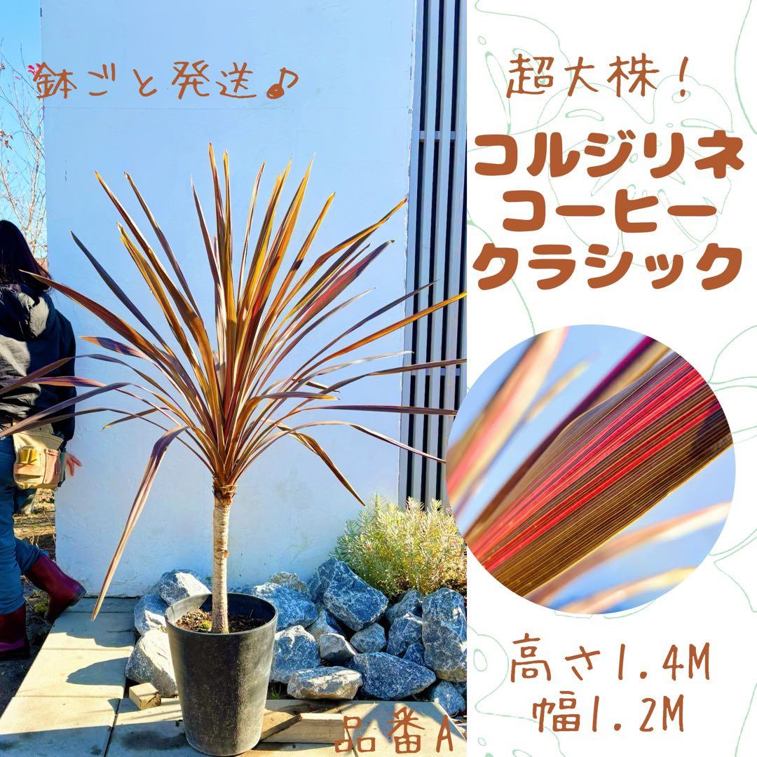 超大株！コルジリネ コーヒークラシック1.4M(鉢底から)期間限定セール☆品番A 園芸ネット本店｜コルジリネ：コーヒークラシック5号ポット の通販【公式】