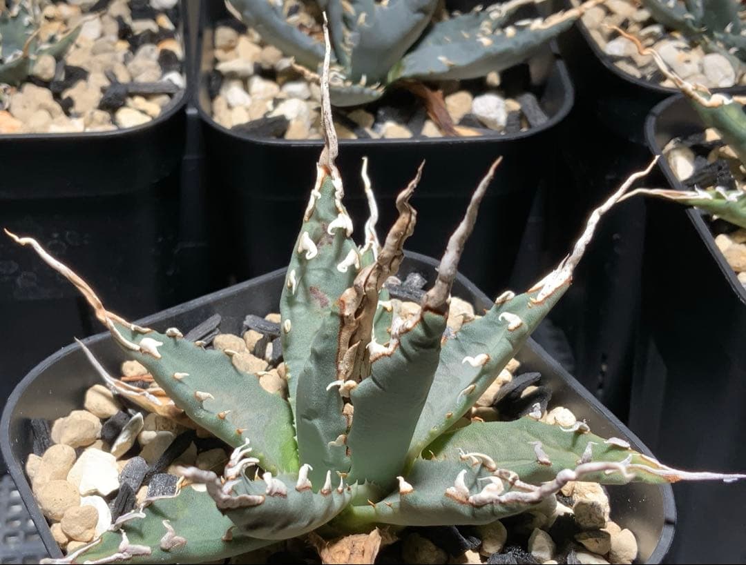 エボリスピナ 陽炎 コレクション株⑥ (極)