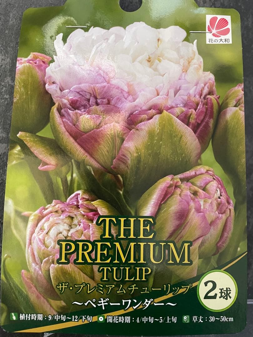 球根】レア品種 ペギーワンダー チューリップ 2球 - メルカリ