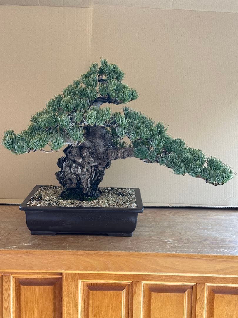 盆栽 銀八房五葉松 極太 - メルカリ