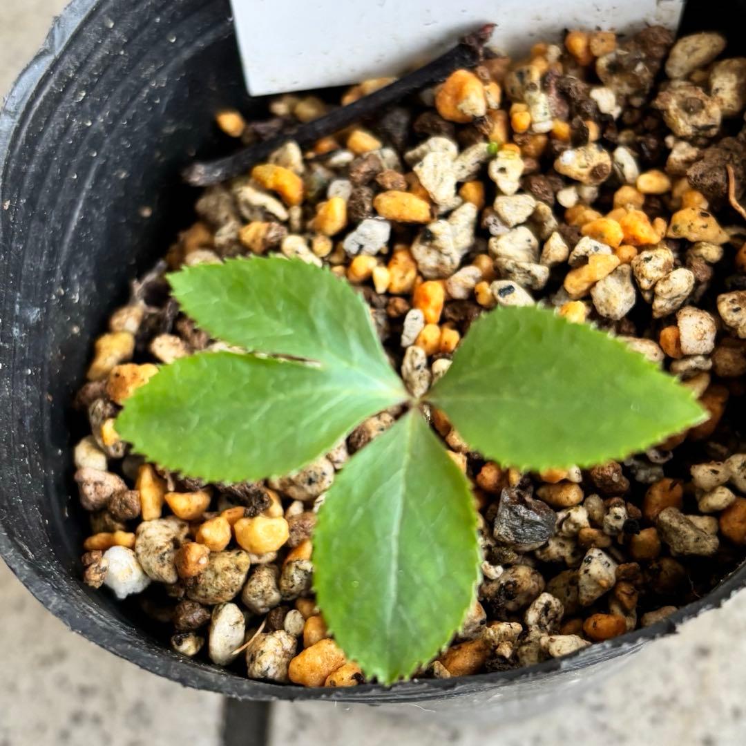 原種 クリスマスローズ 苗 クリロー 希少 クリスマスローズ 花苗