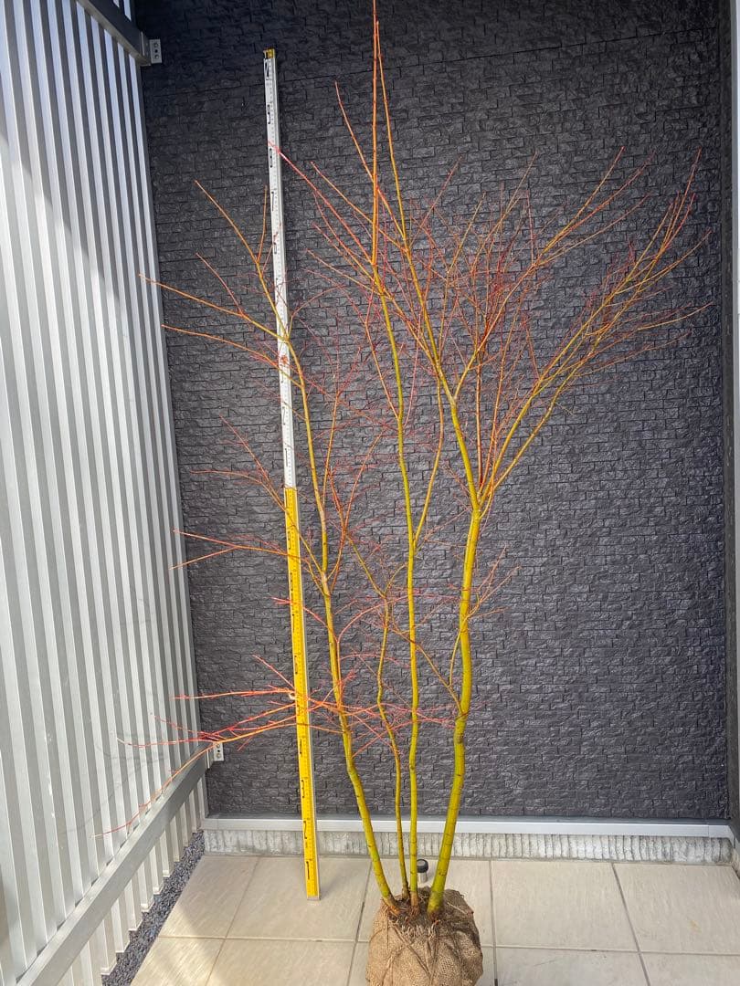 イロハモミジ　株立ち　H1.5m 現品発送 イロハモミジ 本株立ち 樹高2.4-2.5m(根鉢含まず）シンボル