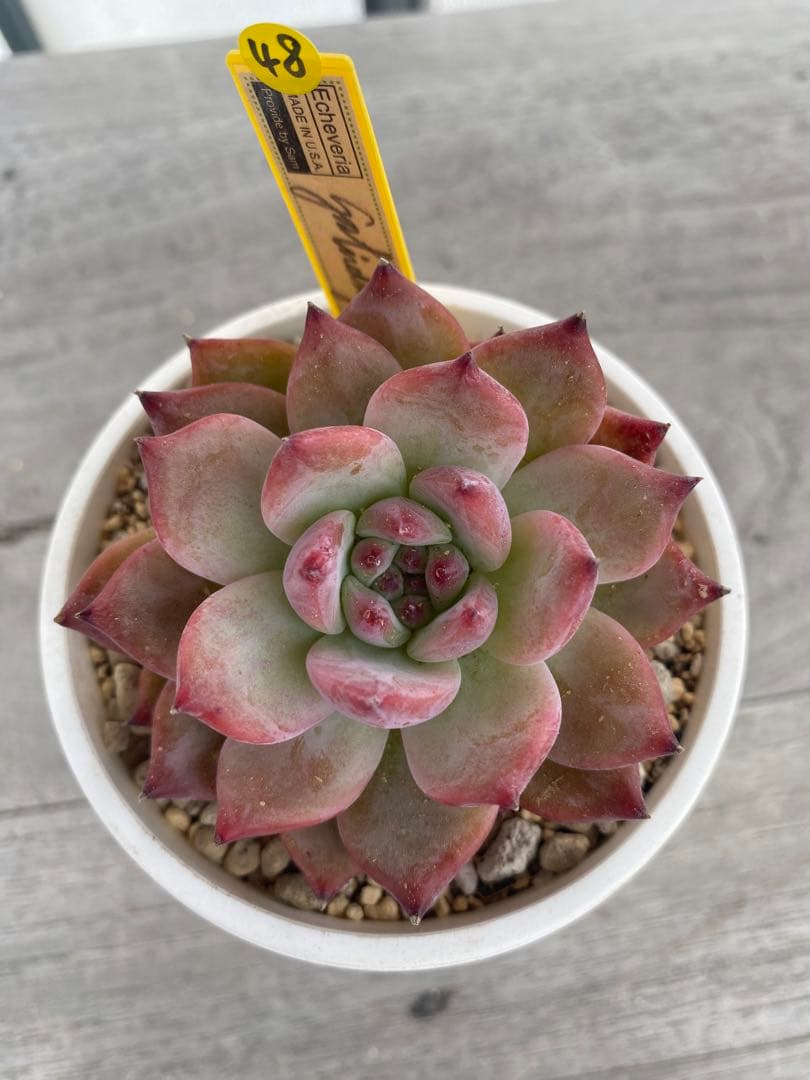 48】カリフォルニア輸入SAMリンゼアナNo.5 希少多肉植物