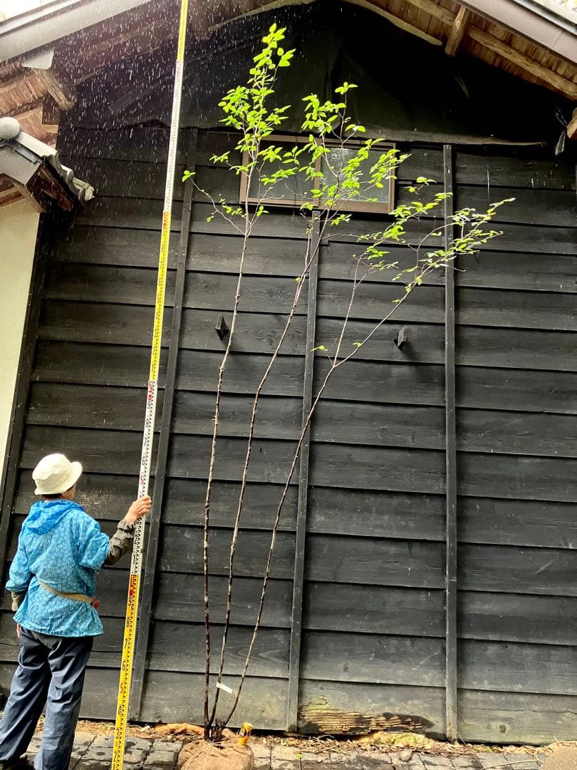 70 希少　山採り　ザイフリボク 1,900点を超えるザイフリボク属 写真のストックフォト、写真、そして