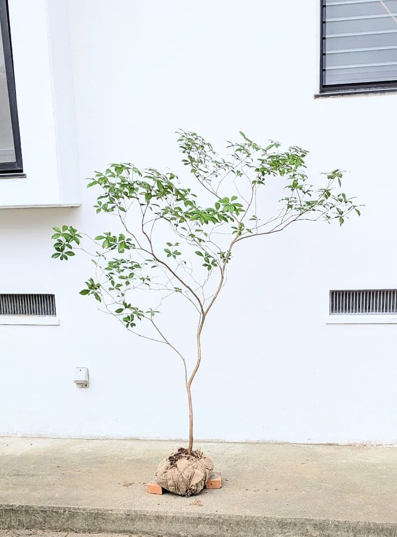 秀。山採りアセビ。 山採り地内の風に揺れるアセビ 2022 - YouTube