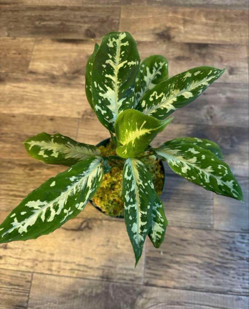 k*o様 14 モンステラ デリシオーサ エレクトロライトキング TC苗 元気