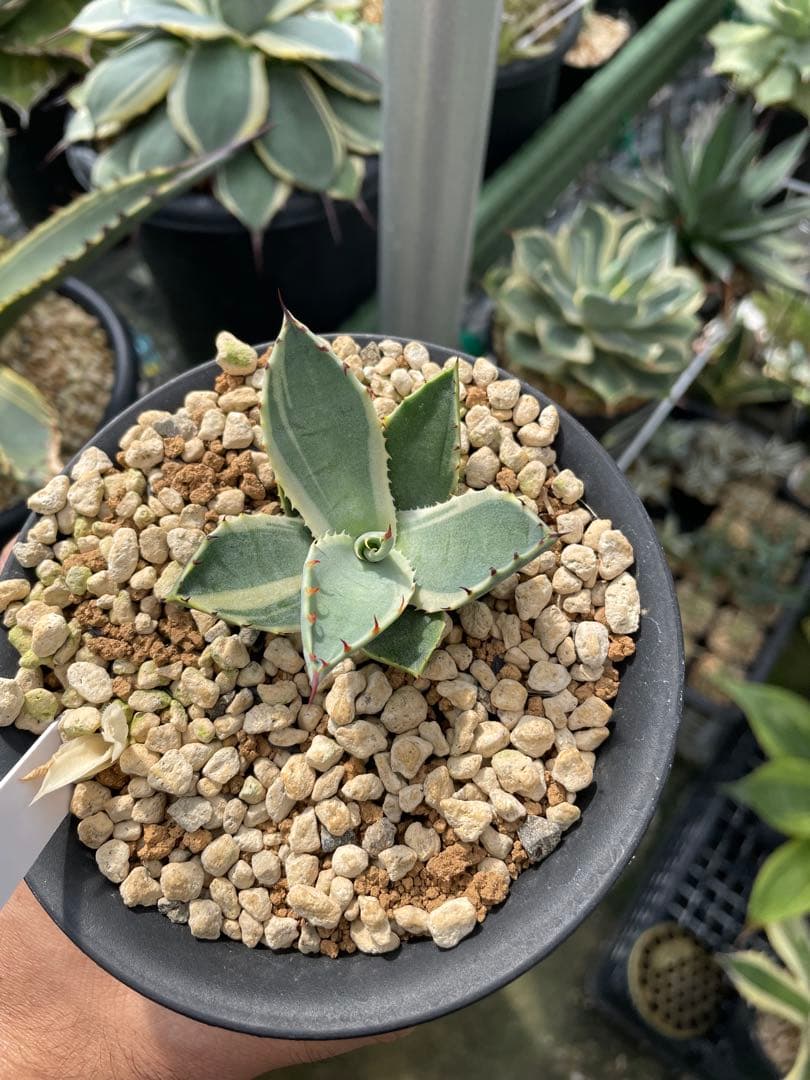 希少】アガベ パリーパリー錦 - メルカリ