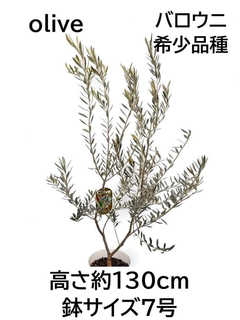 オリーブの木　バロウニ　7号　約130cm　K-306　希少品種　現品掲載 小倉園 オリーブ・バロウニ 8号鉢 オリーブの木 鉢植え 庭木 希少 現品