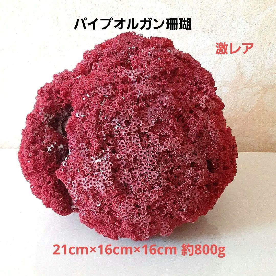 珊瑚礁 サンゴ礁 サンゴ 珊瑚 貝殻 パイプオルガン珊瑚 インテリア