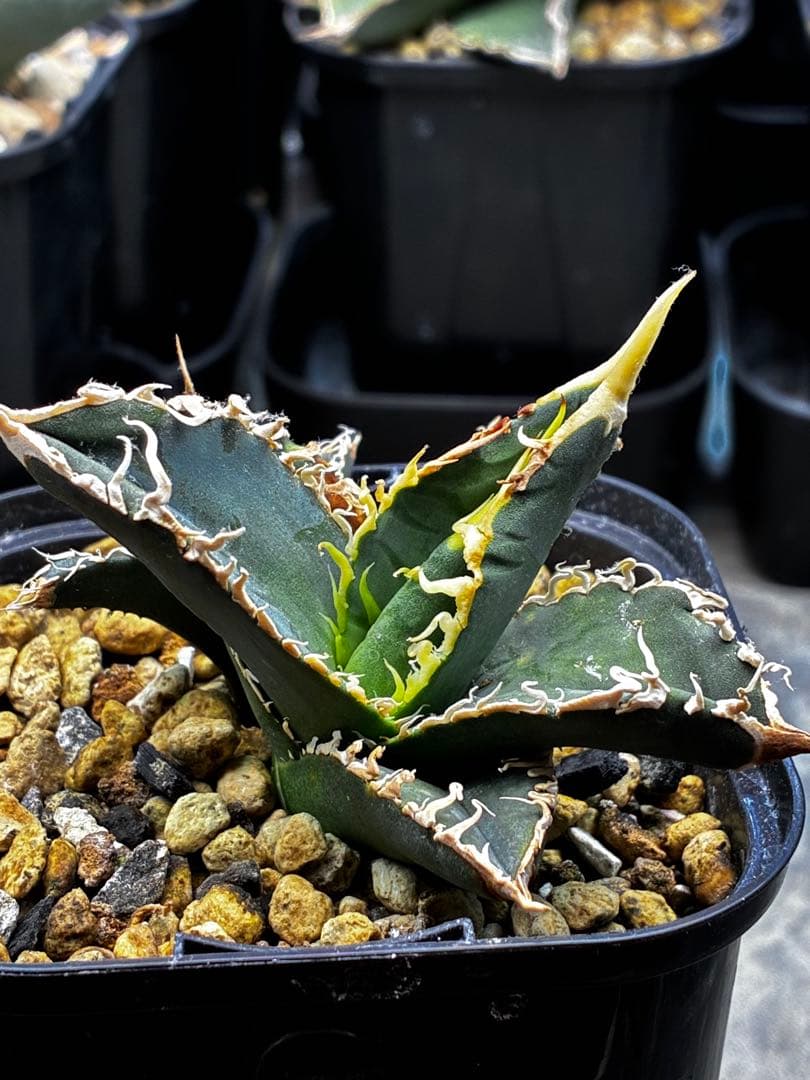 AGAVE TITANOTA イタリアメリクロン変異ロット株（子株付き） AGAVE TITANOTA イタリアメリクロン変異ロット株（子株付き）