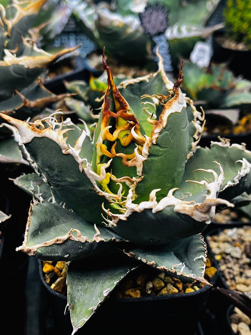AGAVE TITANOTA イタリアメリクロン変異ロット株（子株付き）
