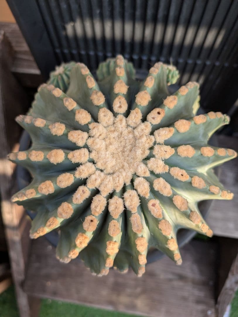 【Omc Labo】極上3　フェロカクタス刺無王冠竜　希少 サボテン　古木 Yahoo!オークション -「刺無王冠竜」の落札相場・落札価格