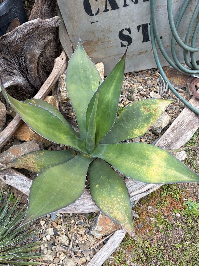 耐寒性アガベ フェロックス大株◇多肉サボテン南国リゾート ドライ