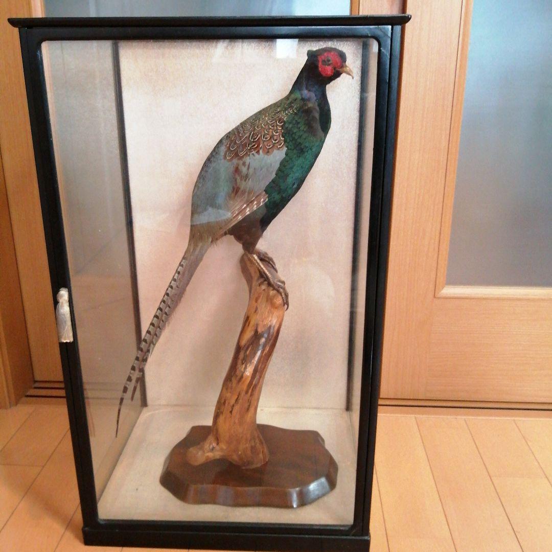 キジ　剥製　ガラスケース付 キジ 剥製 ガラスケース付 - メルカリ